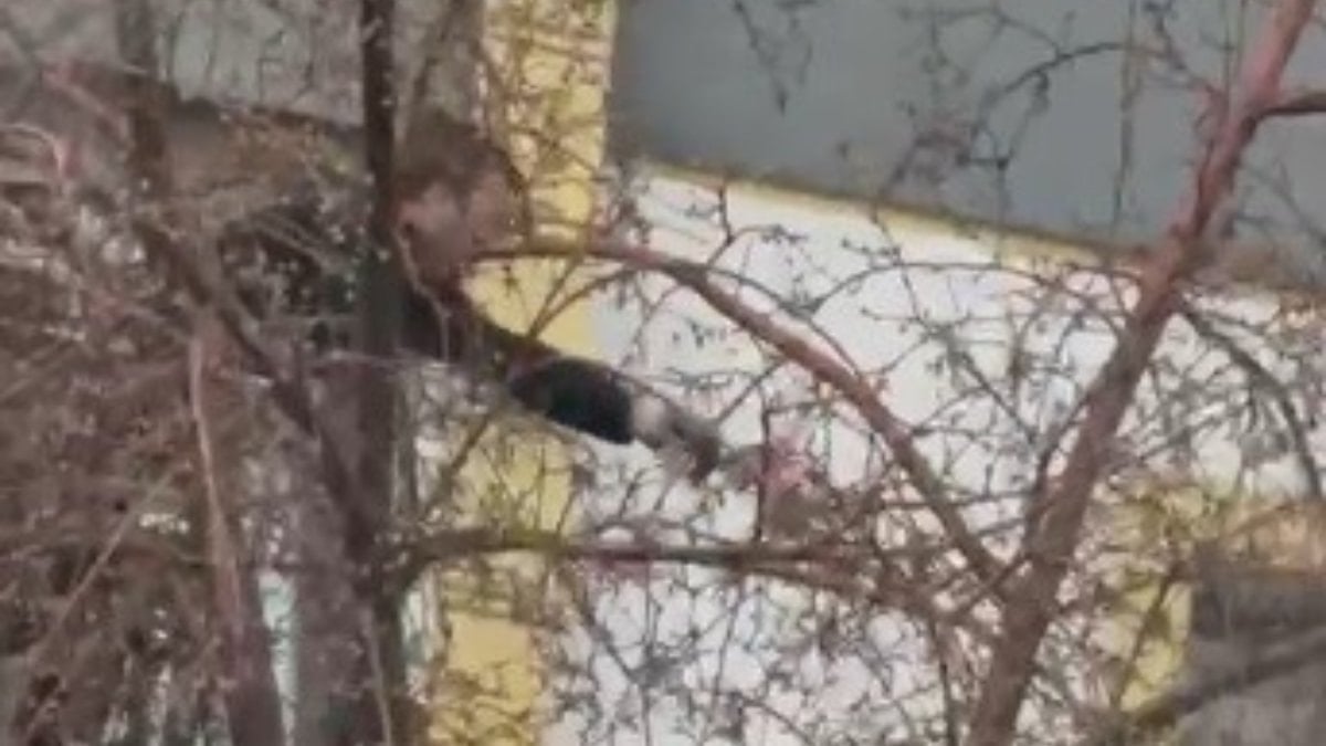 Kars’ta ağaçta mahsur kalan güvercinin imdadına ekipler yetişti