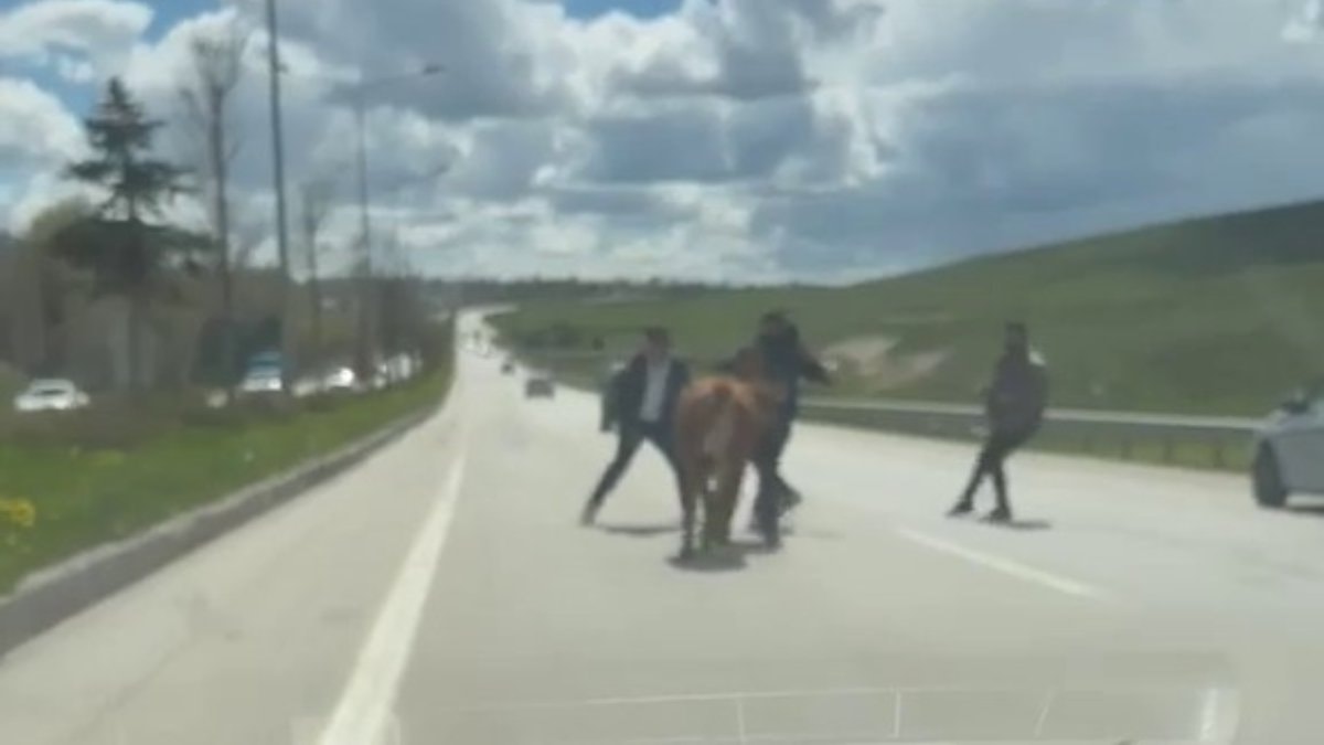 Erzurum’da sahiplerinin elinden kaçan kurbanlıklar trafiği birbirine kattı