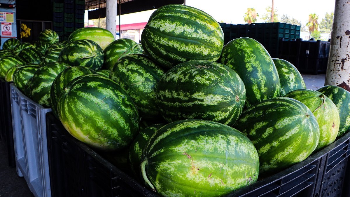 Adana'da kilosu 5 TL'ye düşen karpuz, marketlerde 17 TL