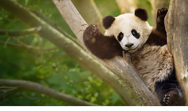 İzleyicileri Eğlenceli Bir Yolculuğa Çıkaracak 'Panda Akademisi', 2 Ağustos Pazar Saat 20.00'de National Geographic WILD Ekranlarında Başlıyor!