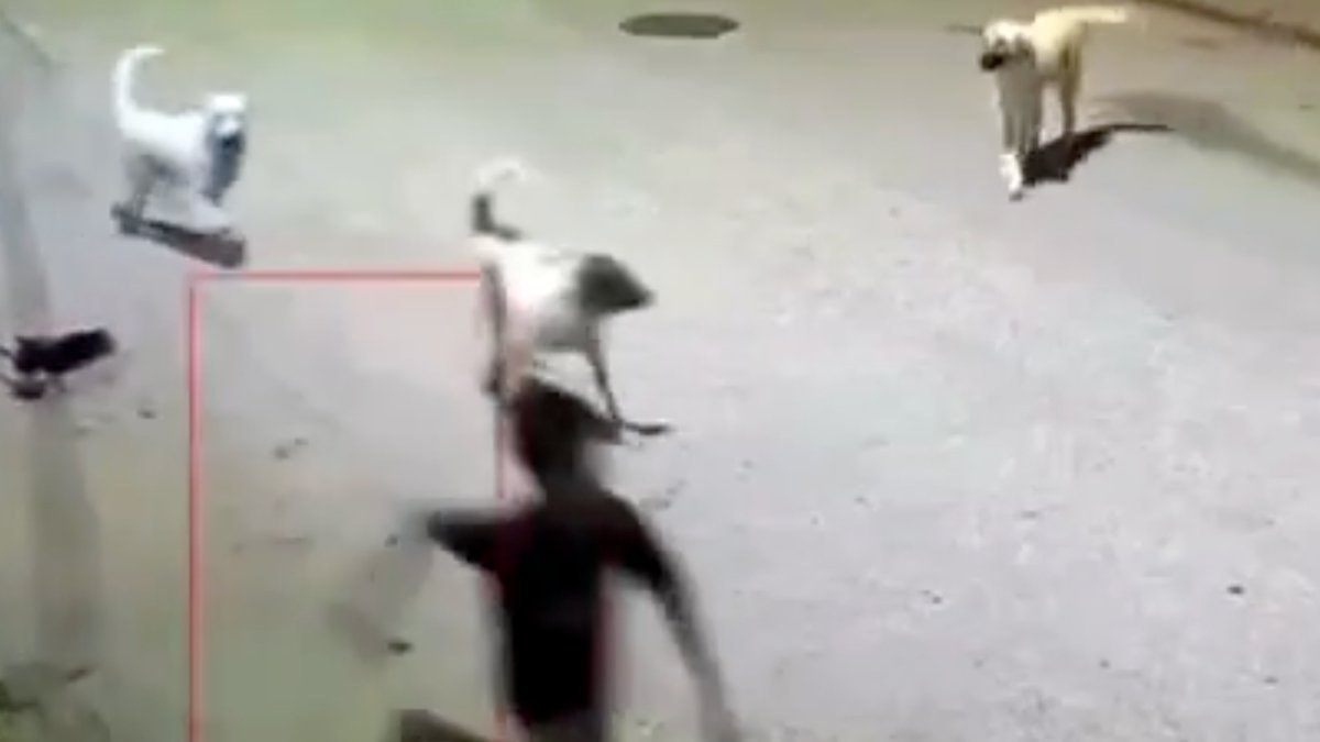Ordu'da 10 yaşındaki çocuk, sokak köpeklerinin saldırısına uğradı