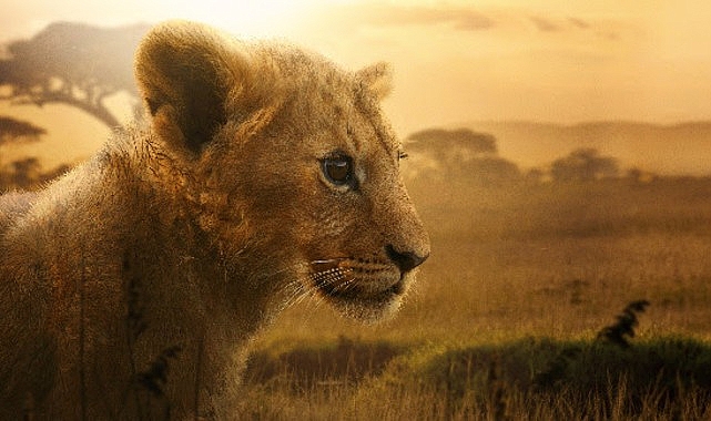 4 Bölümlük Belgesel Seri "Aslan Kralın Doğuşu" 19 ve 26 Ağustos Çarşamba Günleri 20.00'de İki Bölüm Art Arda National Geographic Ekranlarına Geliyor