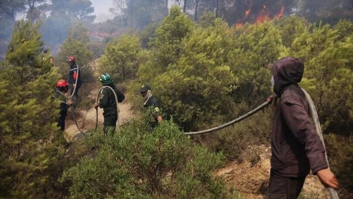 Cezayir’in doğusunda orman yangınları: 12 ölü