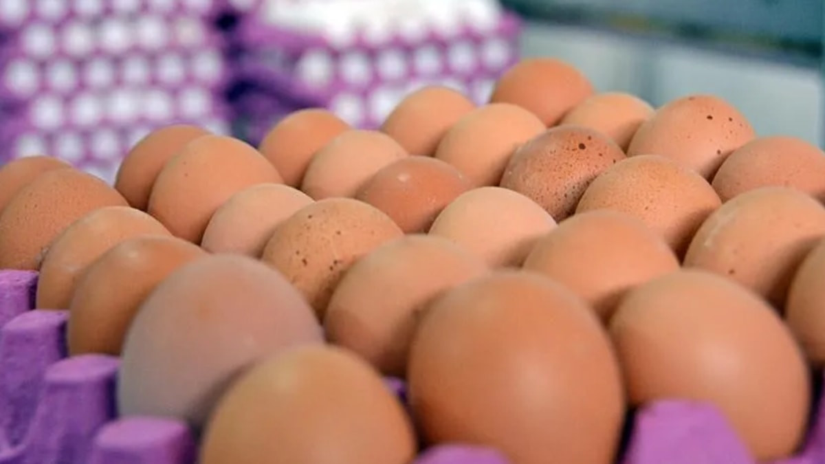Yumurtalarda salmonella alarmı: Milyonlarca yumurta geri çağrıldı