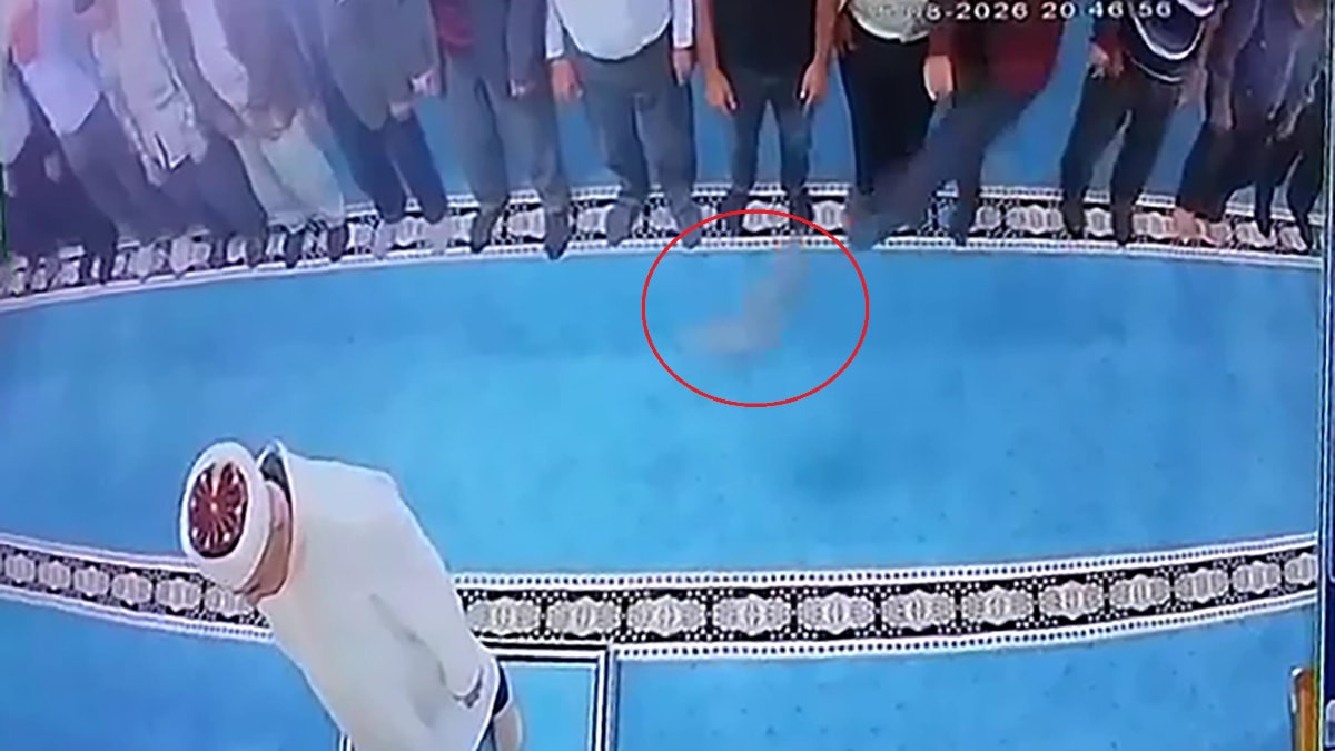 Erzurum'da camide kedi tekmeleyen şahıs serbest bırakıldı