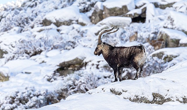 'Gredos: Dağların Kralı', 26 Eylül Cumartesi Saat 19.00'da National Geographic WILD Ekranlarında!